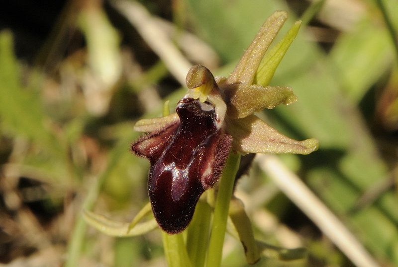 Ophrys promontorii?